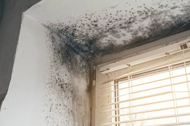 Trusted Basement Mold Remediation service in Oxon Hill, MD - Cheap Mold Removal